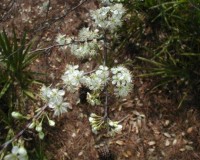 prunus angustifolia r.jpg
